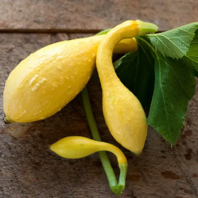 Pinetree Garden Seeds Yellow Crookneck Summer Squash Seeds