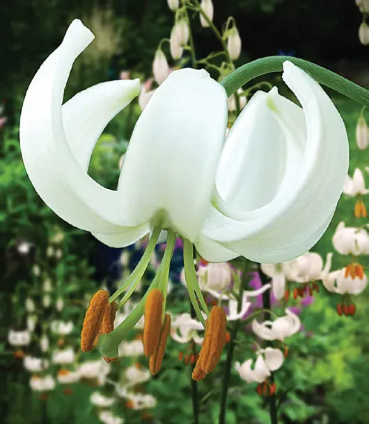 Brent & Becky's Bulbs Lilium Snowy Morning Martagon Lily