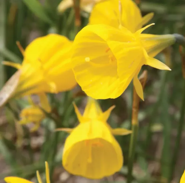 Brent & Becky's Bulbs Narcissus Oxford Gold Daffodil Bulbs