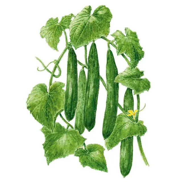 Epic Gardening Tasty Green Cucumber Seeds Organic Burpless