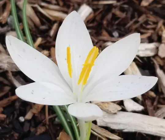 Brent & Becky's Bulbs Crocus – tommasinianus ‘Albus’ crocus bulb
