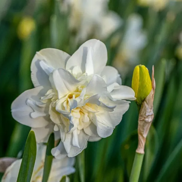 Pinetree Garden Seeds Obdam Narcissus Bulbs 10 Bulbs Double White