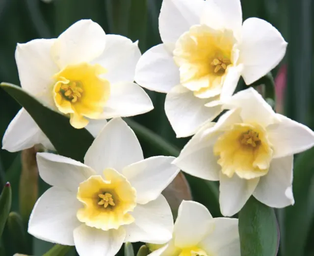 Brent & Becky's Bulbs Sweet Love Narcissus Daffodil Bulbs Fragrant