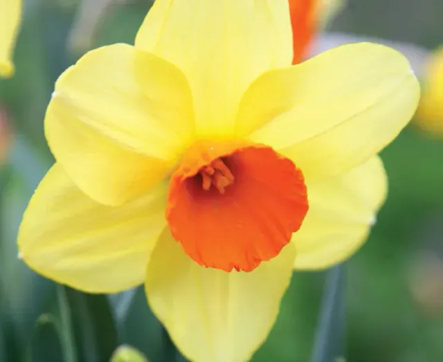 Brent & Becky's Bulbs Narcissus Monal Daffodil Bulb Large Cup