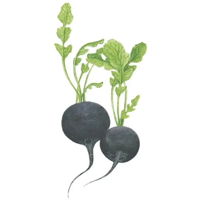 Epic Gardening Round Black Spanish Radish Seeds Winter Heirloom