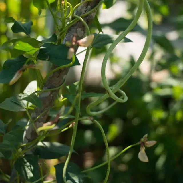 Pinetree Garden Seeds Yard Long Bean Vegetable Seeds 50 Heirloom Pole