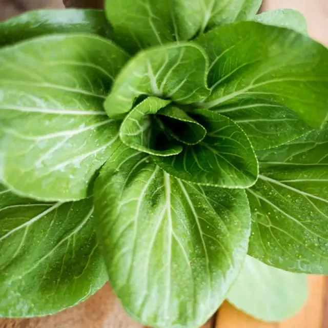 Pinetree Garden Seeds Brisk Green Pak Choi Seeds F1 50 Seeds