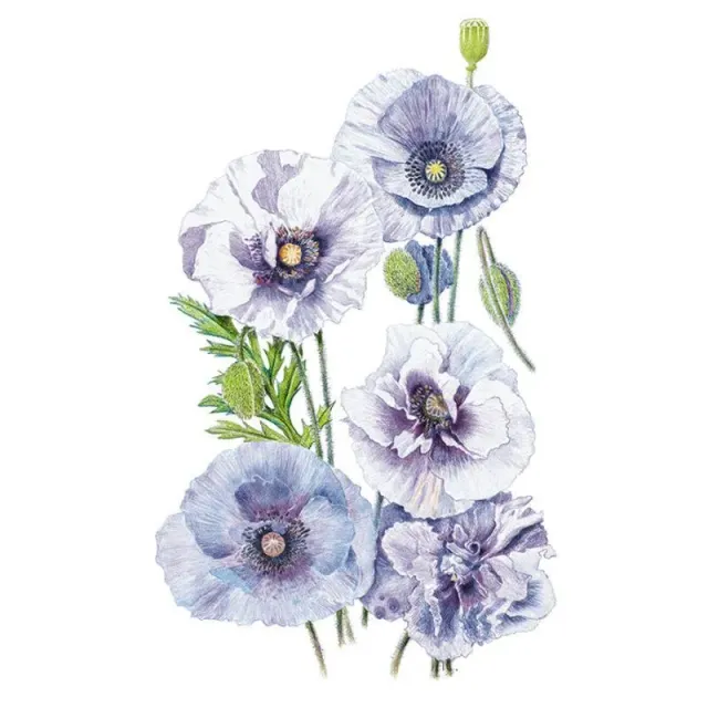 Epic Gardening Amazing Grey Corn Poppy Seeds Grey Purple Blooms
