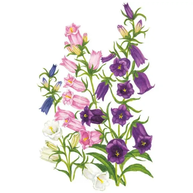 Epic Gardening Storybook Blend Canterbury Bells Seeds