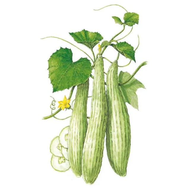 Epic Gardening Armenian Cucumber Vegetable Seeds Heirloom
