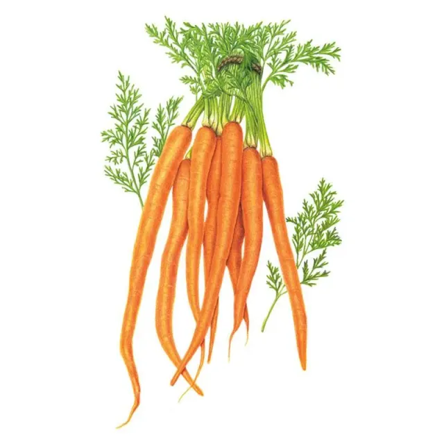 Epic Gardening Tendersweet Carrot Seeds Imperator Sweet