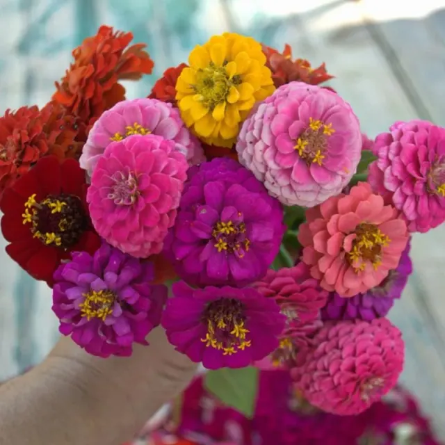 Pinetree Garden Seeds Lilliput Mix Zinnia Flower Seeds 50 Seeds Cut Flower