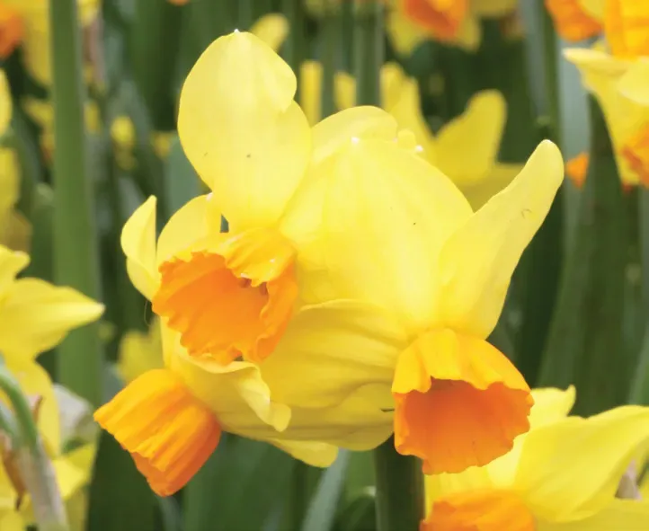 Brent & Becky's Bulbs Bittern Narcissus Daffodil Bulbs