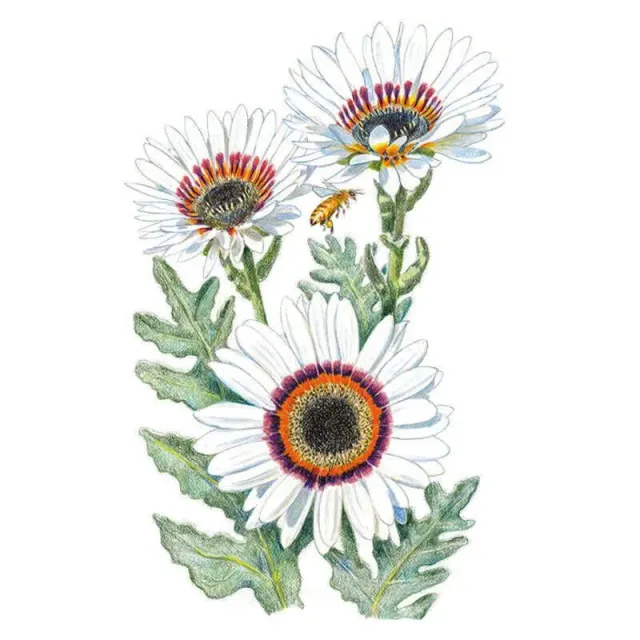 Epic Gardening Zulu Prince Cape Daisy Seeds Heat Tolerant