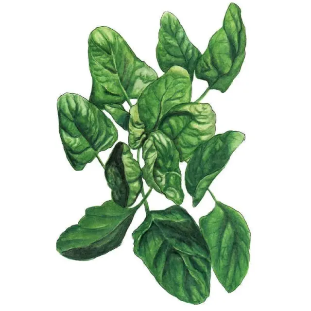 Epic Gardening Lavewa Spinach Seeds Heat Tolerant