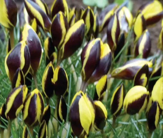 Brent & Becky's Bulbs Chrysanthus Queen Bee Crocus Bulbs
