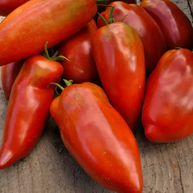 Pinetree Garden Seeds Blue Beech Tomato seeds Organic Heirloom 85 Days