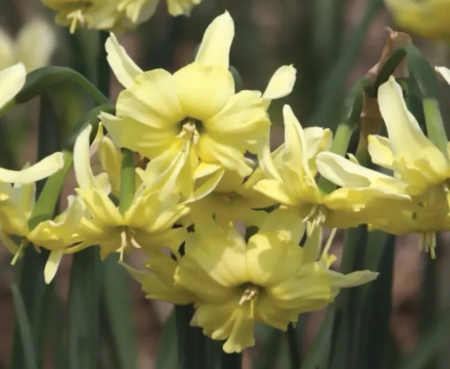 Brent & Becky's Bulbs Narcissus Exotic Mystery Daffodils Split Corona