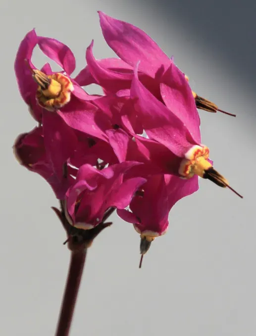 Brent & Becky's Bulbs Dodecatheon pulchelum Red Wing Perennial Shade