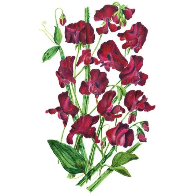 Epic Gardening Beaujolais Sweet Pea Seeds Spencer