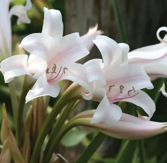Brent & Becky's Bulbs Crinum Jubilee bulb, fragrant
