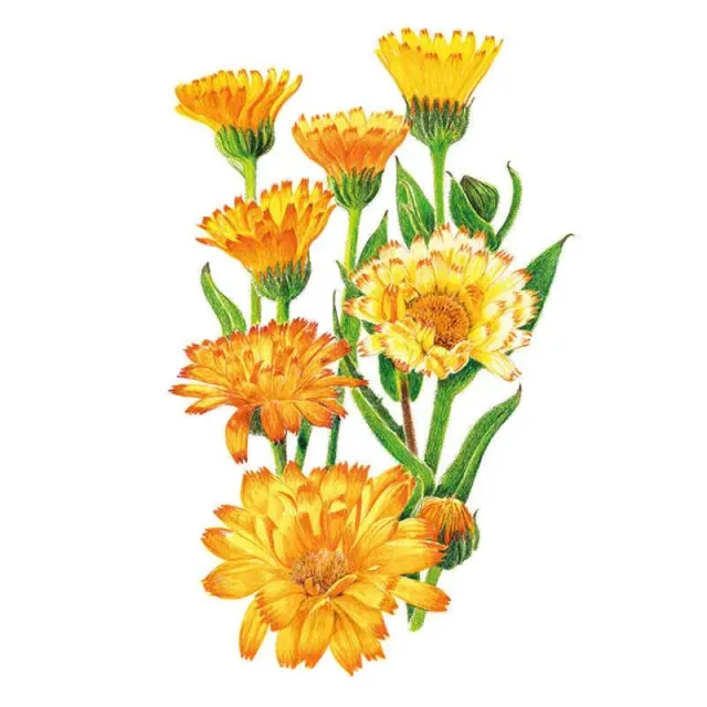 Epic Gardening Oopsy Daisy Calendula Seeds Compact