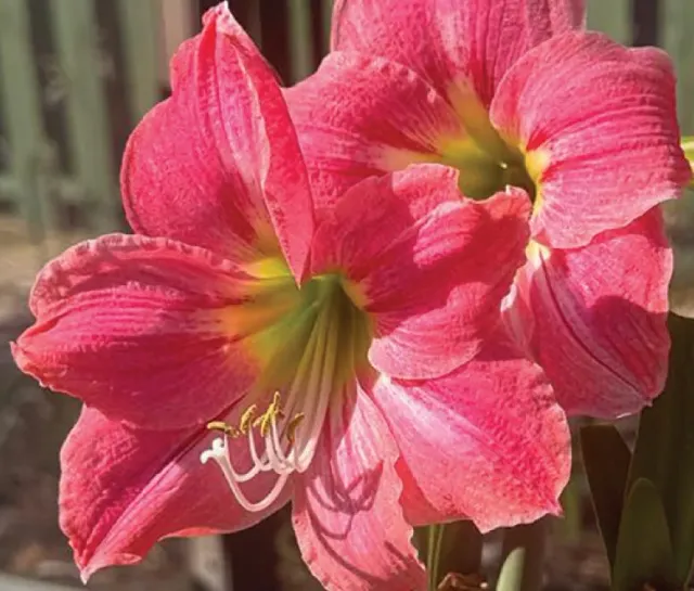 Brent & Becky's Bulbs Amalfi South African Amaryllis Bulbs