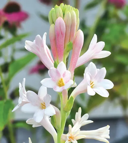 Brent & Becky's Bulbs Sensation Tuberose Bulbs