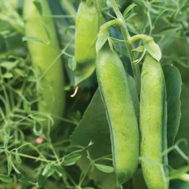 Burpee Masterpiece Pea Seeds 200 Seeds Sweet