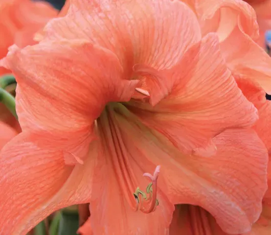 Brent & Becky's Bulbs Rilona Amaryllis Bulbs for Pots