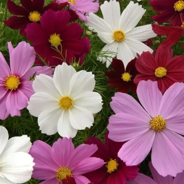 Pinetree Garden Seeds Sonata Dwarf Mix Cosmos Seeds 50 Seeds