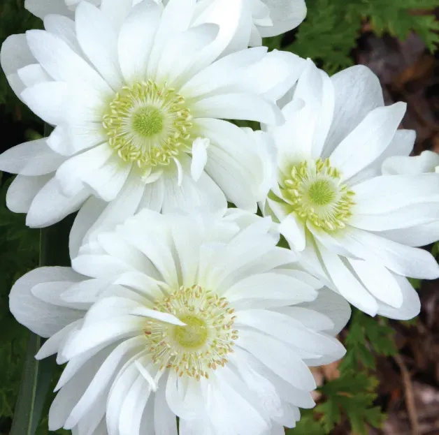 Brent & Becky's Bulbs Anemone Coronaria Mount Everest Anemone