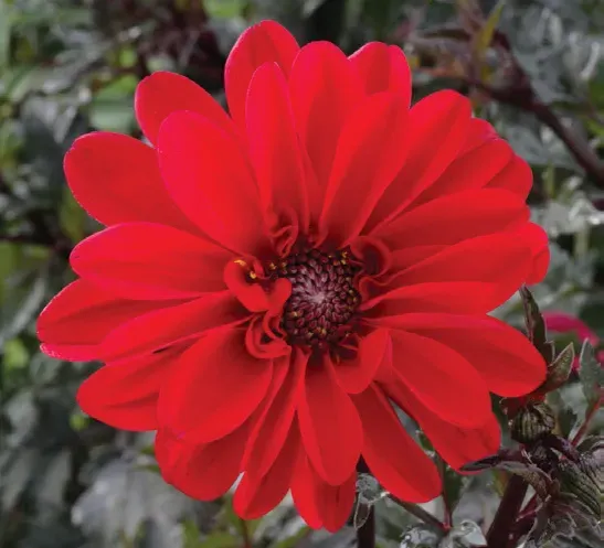 Brent & Becky's Bulbs Bishop of Llandaff Dahlia Tuber