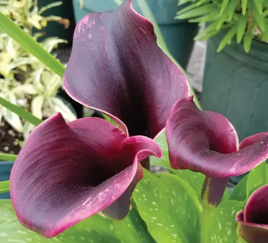 Brent & Becky's Bulbs Zantedeschia Odessa Calla Lily Bulbs