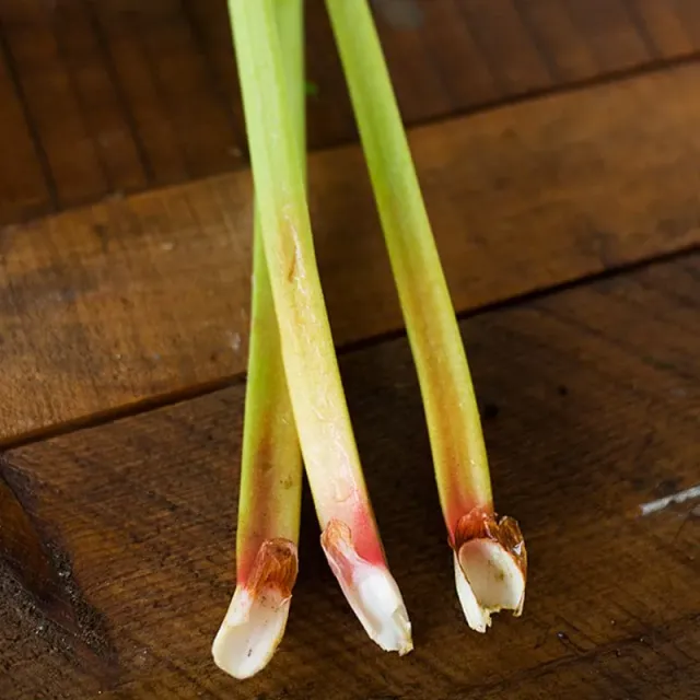 Pinetree Garden Seeds Glaskins Perpetual Rhubarb Seeds Pack of 25 Heirloom