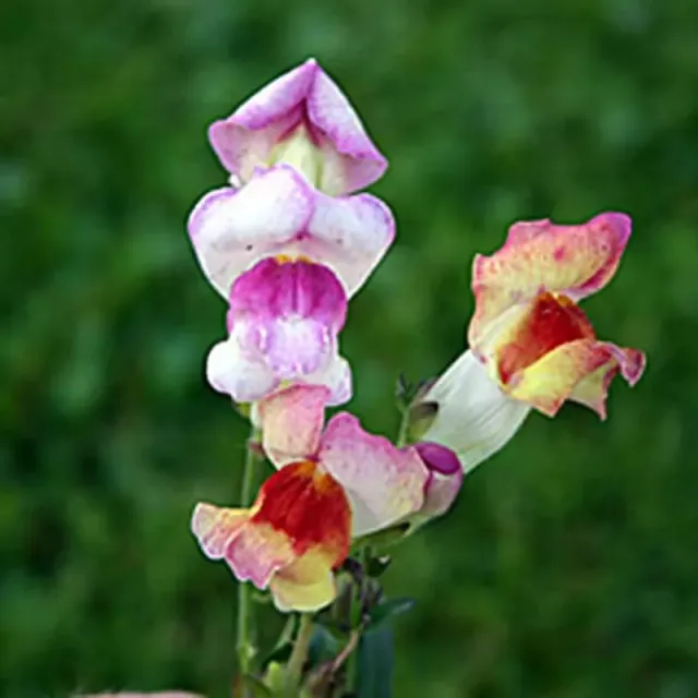 Pinetree Garden Seeds Brighton Rock Snapdragon Flower Seeds 100 Count