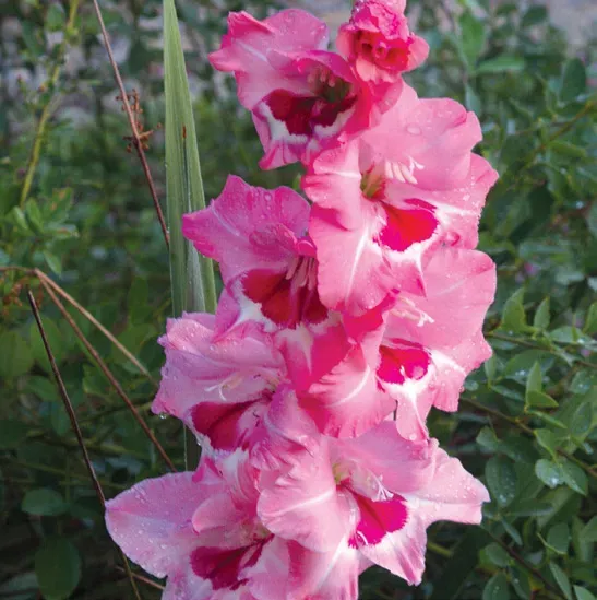 Brent & Becky's Bulbs Gladiolus ‘Wine and Roses’ corms