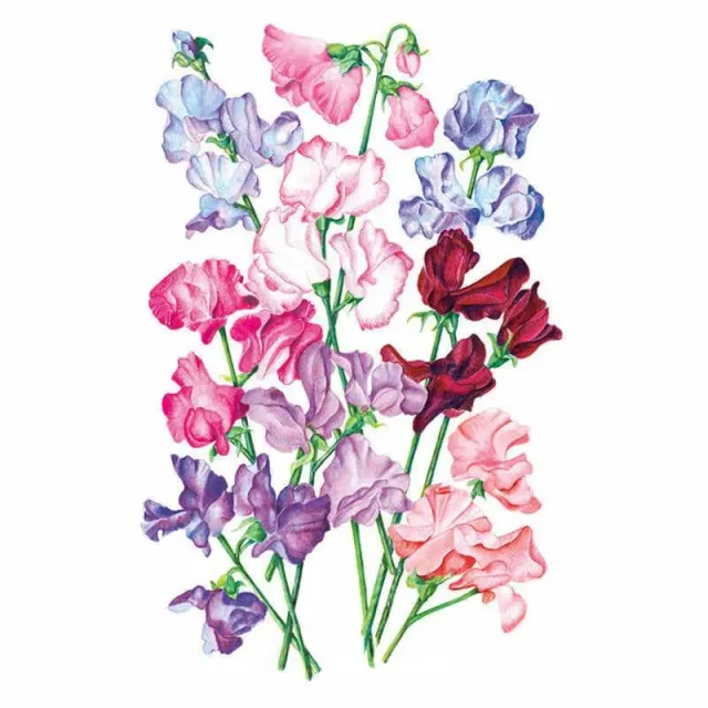 Epic Gardening Bouquet Blend Sweet Pea Seeds Spencer Mix
