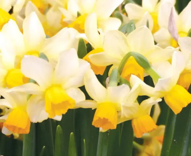 Brent & Becky's Bulbs Narcissus Eaton Song Daffodil Bulb