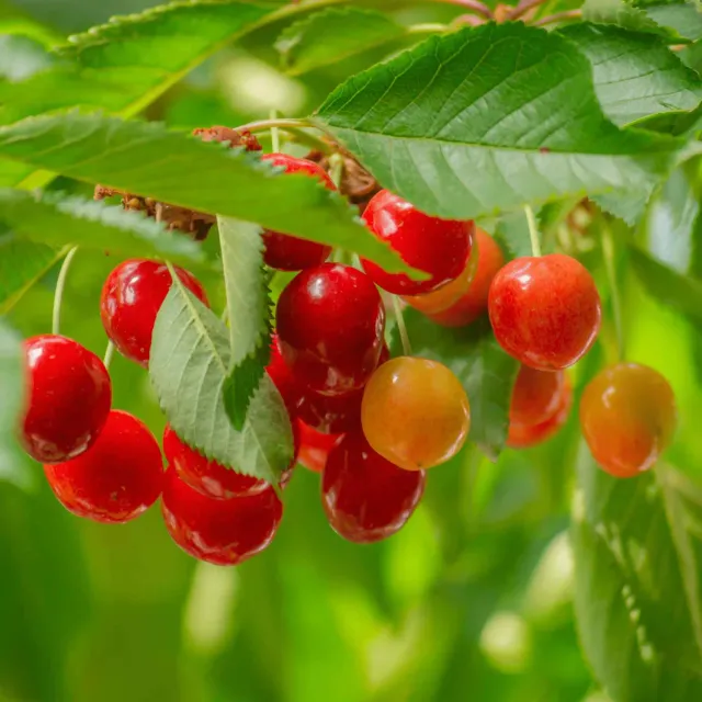 Epic Gardening Lapins Cherry Tree Live Plant