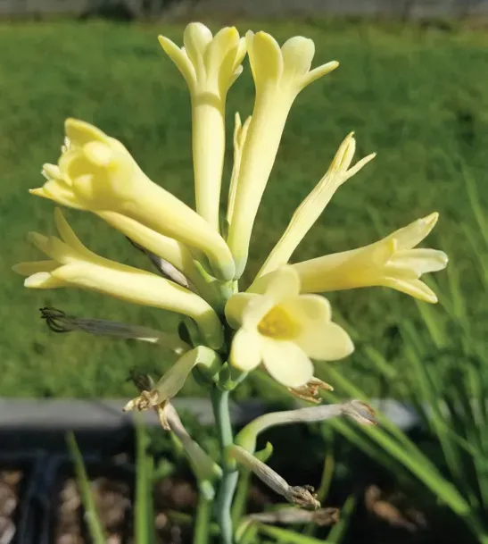 Brent & Becky's Bulbs Super Gold Tuberose Bulbs Fragrant