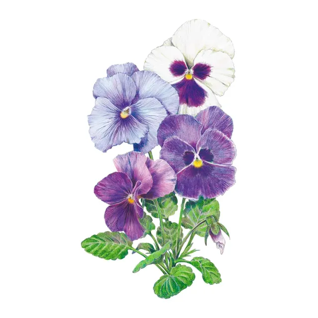 Epic Gardening Got the Blues Pansy Seeds Blue Mix
