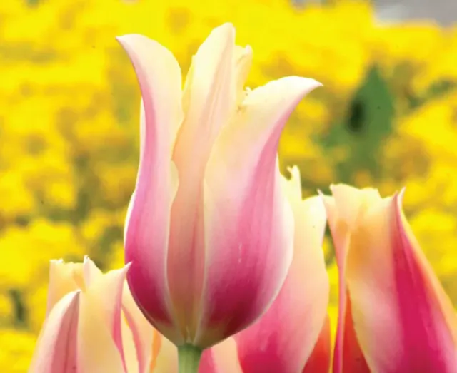 Brent & Becky's Bulbs Blushing Lady Tulip Bulbs Fall Planting