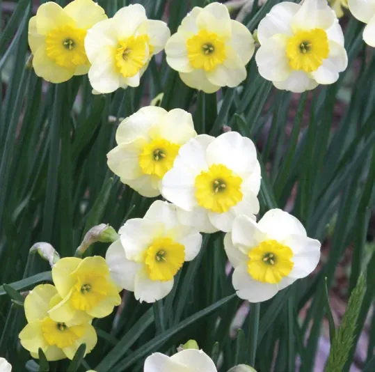 Brent & Becky's Bulbs Narcissus Sun Disc Daffodil Bulbs Miniature