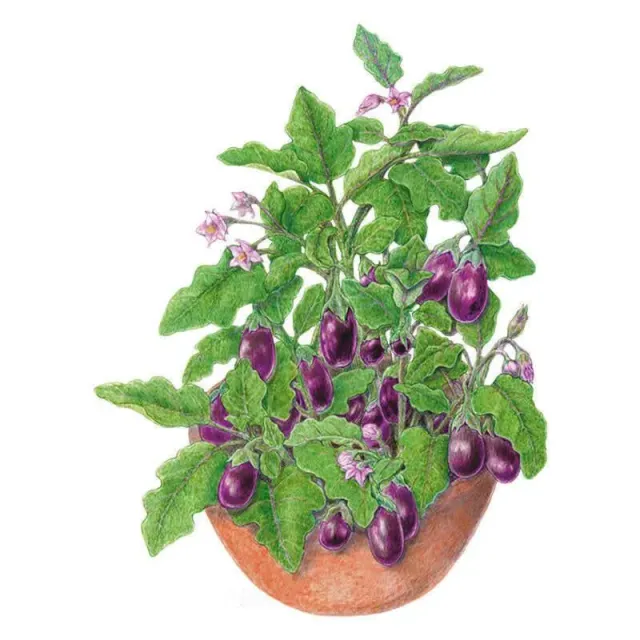 Epic Gardening Jewel Amethyst Eggplant Seeds Purple Mini
