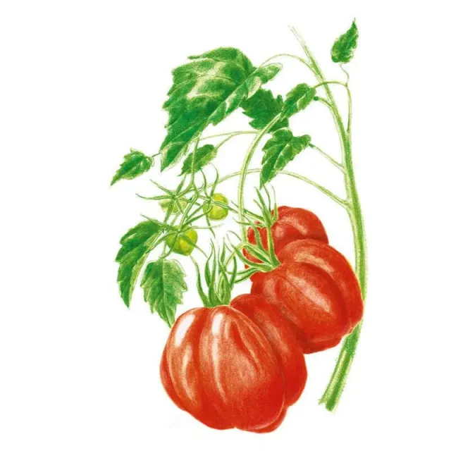 Epic Gardening Oxheart Pole Tomato Seeds Heirloom