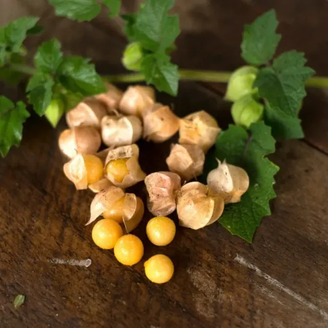 Pinetree Garden Seeds Pineapple Ground Cherry Vegetable Seeds 40 Seeds