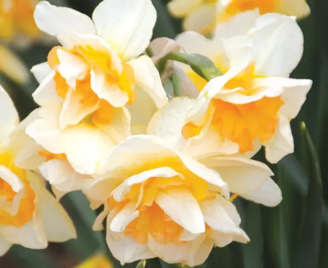 Brent & Becky's Bulbs Narcissus Sweet Ocean Daffodil Bulbs