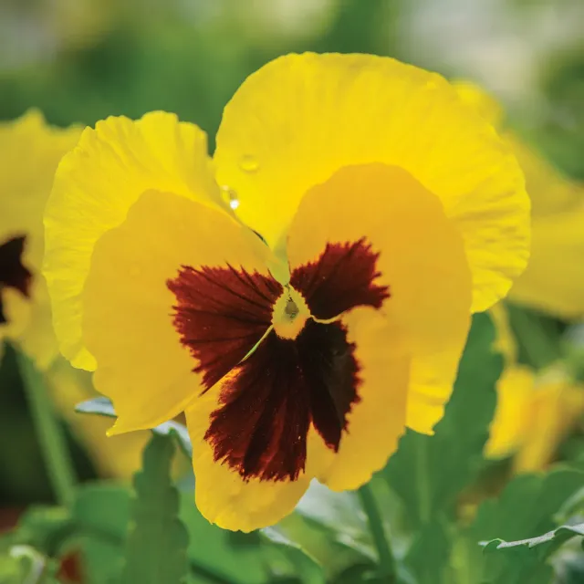 Burpee Yellow Blotch Pansy Plants 4 Plants Bright