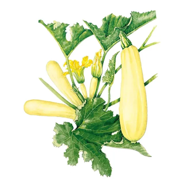 Epic Gardening Chiffon Summer Squash Seeds High-Yield